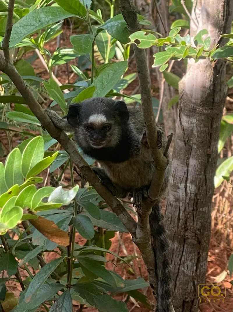 Sagui de pelagem escura com mancha clara no rosto apoiado em galho fino, entre folhagens verdes e um tronco de árvore.