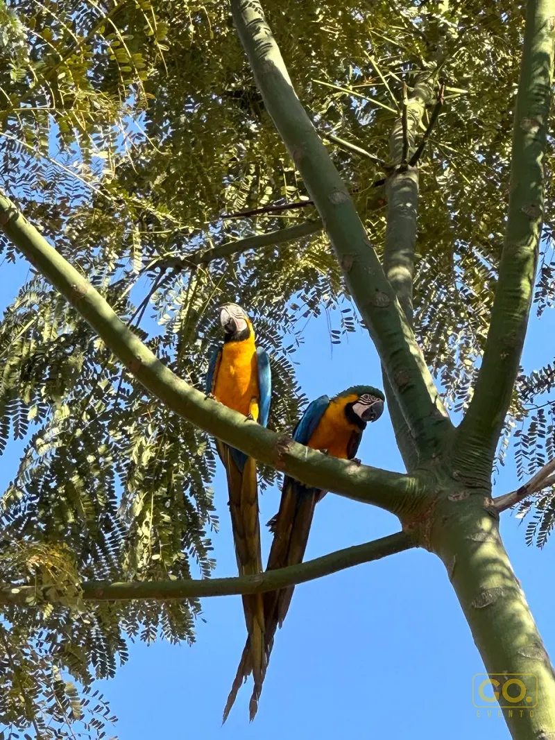 Duas araras azuis e amarelas empoleiradas em galhos de uma árvore, contra um céu azul sem nuvens.