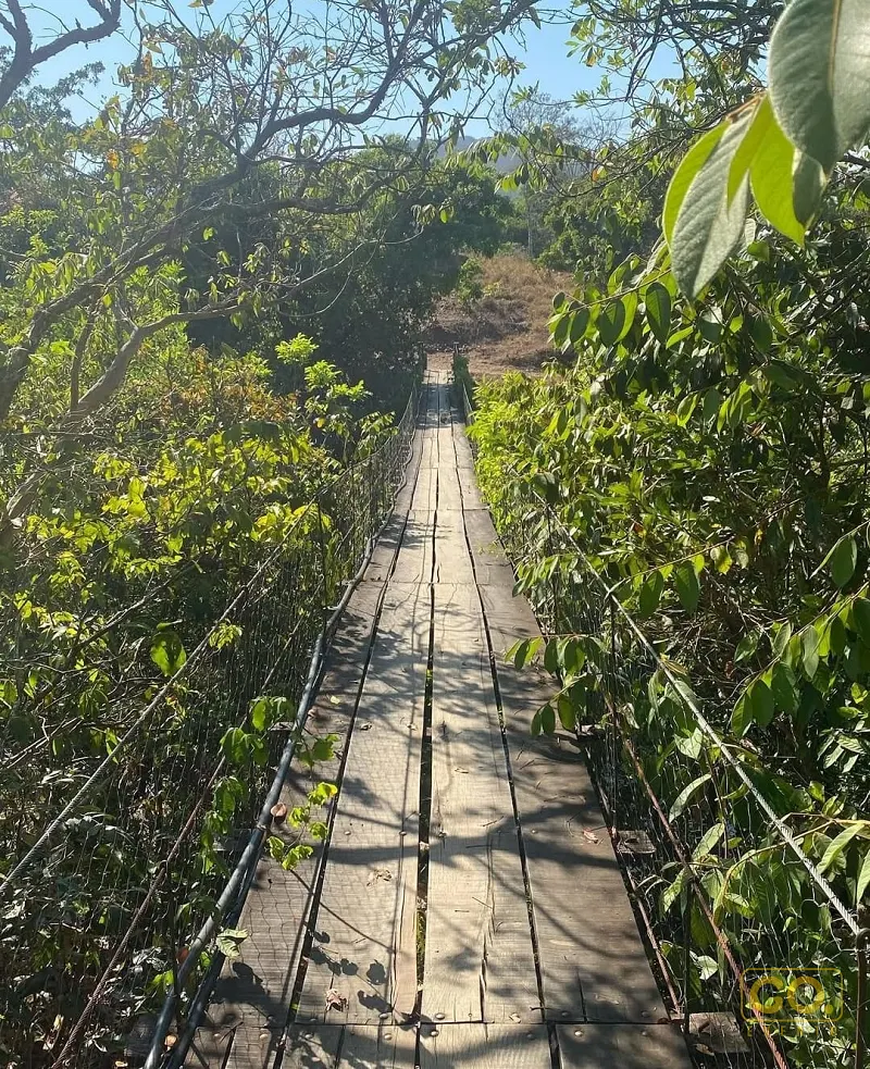 Ponte pênsil de tábuas de madeira atravessando uma mata densa e verde, sob céu azul e luz do dia.