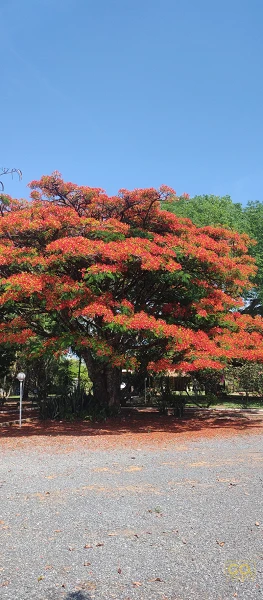 Foto 47